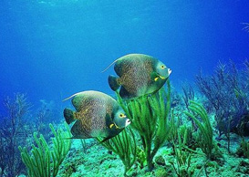 環(huán)境影響評(píng)價(jià)、排污許可證、應(yīng)急預(yù)案